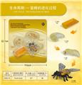 OBL10198386 - 马蜂成长周期
