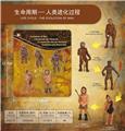 OBL10198387 - 人类进化史