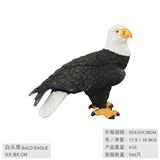 OBL10198526 - 站姿白头鹰
