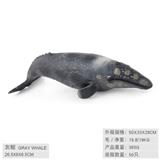 OBL10198589 - 灰鲸