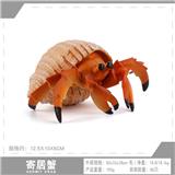 OBL10198591 - 寄居螃蟹