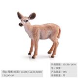 OBL10198601 - 母白尾鹿（光面）