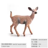 OBL10198604 - 母白尾鹿（粗面）