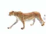 OBL10215132 - 非洲猎豹野生花豹仿真模型动物男孩女孩玩具