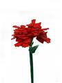 OBL10243399 - 康乃馨