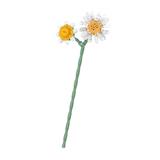 OBL10243405 - 小雏菊