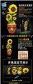 OBL10253422 - 向日葵