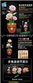OBL10253426 - 康乃馨