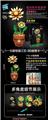 OBL10253444 - 勋章菊