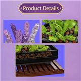 OBL10367646 - 紫罗兰
（全英版）