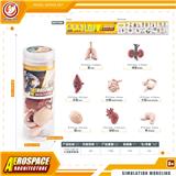 OBL10433926 - Animaltoys