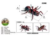 OBL10436018 - 红蚂蚁