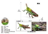 OBL10436028 - 蝗虫