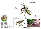 OBL10436029 - 浅棕螳螂