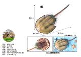 OBL10436039 - 单只鲎
