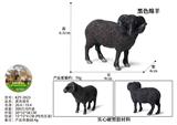 OBL10436065 - 黑色绵羊