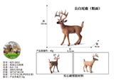 OBL10436074 - 粗面公白尾鹿