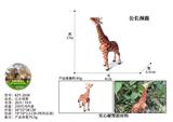 OBL10436080 - 公长颈鹿
