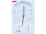 OBL10462656 - 风信子 80PCS