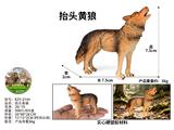 OBL10487914 - 抬头黄狼