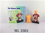 OBL678019 - The human body composition