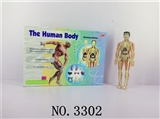 OBL678020 - The human body composition