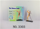 OBL678021 - The human body composition