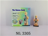 OBL678022 - The human body composition