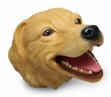 OBL743653 - 异国短毛猫