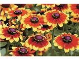 OBL834921 - DIY digital oil painting Sunflowers.