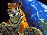 OBL834957 - DIY DIGITAL OIL PAINTING LOOKING UP (TIGER)