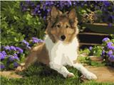 OBL834959 - DIY Digital Oil Painting Garden Puppy.