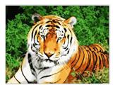 OBL834979 - DIY digital painting Lie tiger