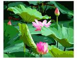 OBL835040 - DIY digital oil painting lotus.