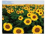 OBL835066 - DIY DIGITAL OIL PAINTING SUNFLOWER.