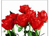 OBL835079 - DIY digital oil painting Rose love.