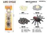 OBL938278 - 蜘蛛成长周期B
