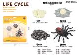 OBL938289 - 蜘蛛成长周期B